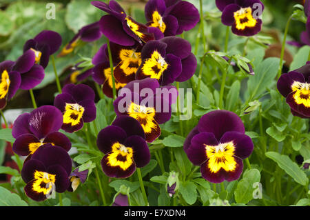 Purple and Yellow Violas Stock Photo