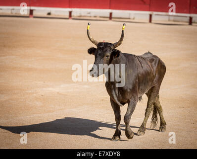 A Camargue bull, Arles Amphitheatre, France Stock Photo