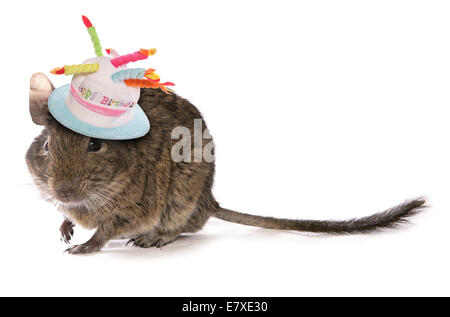 Degu wearing a birthday hat cutout Stock Photo