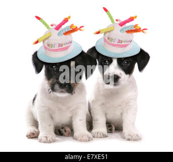 two jack russell terrier puppies with birthday hats Stock Photo