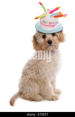 happy birthday labradoodle puppy dog Stock Photo