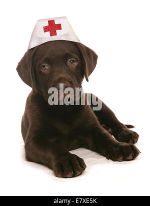 Labrador retiever wearing nurses hat Stock Photo