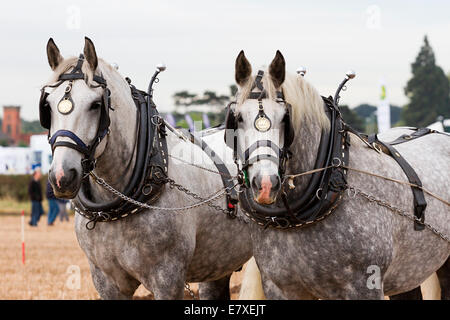 East Stoke, Nottinghamshire, UK. 25th September, 2014. Horse Ploughing teams at the Flintham and District Ploughing Match. There are 2 classes for the competitors to enter: High Cut and Single Furrow Digger ploughing. There is also a class for the horses for the best turned out pair of horses and the best decorated pair. © penny fillingham/Alamy Live News Credit:  penny fillingham/Alamy Live News Stock Photo