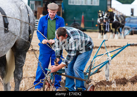 East Stoke, Nottinghamshire, UK. 25th September, 2014. Horse Ploughing teams at the Flintham and District Ploughing Match. There are 2 classes for the competitors to enter: High Cut and Single Furrow Digger ploughing. There is also a class for the horses for the best turned out pair of horses and the best decorated pair. © penny fillingham/Alamy Live News Credit:  penny fillingham/Alamy Live News Stock Photo