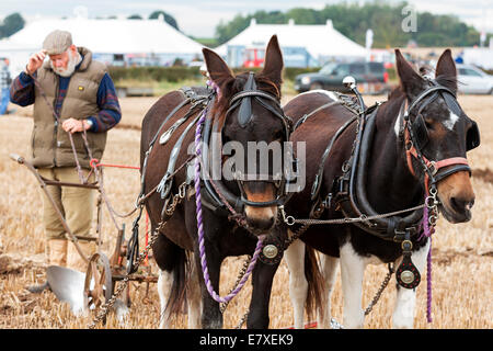 East Stoke, Nottinghamshire, UK. 25th September, 2014. Horse Ploughing teams at the Flintham and District Ploughing Match. There are 2 classes for the competitors to enter: High Cut and Single Furrow Digger ploughing. There is also a class for the horses for the best turned out pair of horses and the best decorated pair. © penny fillingham/Alamy Live News Credit:  penny fillingham/Alamy Live News Stock Photo