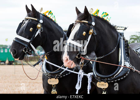 East Stoke, Nottinghamshire, UK. 25th September, 2014. Horse Ploughing teams at the Flintham and District Ploughing Match. There are 2 classes for the competitors to enter: High Cut and Single Furrow Digger ploughing. There is also a class for the horses for the best turned out pair of horses and the best decorated pair. © penny fillingham/Alamy Live News Credit:  penny fillingham/Alamy Live News Stock Photo