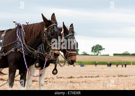 East Stoke, Nottinghamshire, UK. 25th September, 2014. Horse Ploughing teams at the Flintham and District Ploughing Match. There are 2 classes for the competitors to enter: High Cut and Single Furrow Digger ploughing. There is also a class for the horses for the best turned out pair of horses and the best decorated pair. © penny fillingham/Alamy Live News Credit:  penny fillingham/Alamy Live News Stock Photo