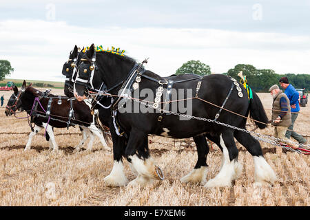 East Stoke, Nottinghamshire, UK. 25th September, 2014. Horse Ploughing teams at the Flintham and District Ploughing Match. There are 2 classes for the competitors to enter: High Cut and Single Furrow Digger ploughing. There is also a class for the horses for the best turned out pair of horses and the best decorated pair. © penny fillingham/Alamy Live News Credit:  penny fillingham/Alamy Live News Stock Photo