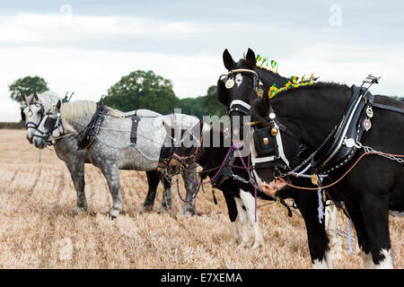 East Stoke, Nottinghamshire, UK. 25th September, 2014. Horse Ploughing teams at the Flintham and District Ploughing Match. There are 2 classes for the competitors to enter: High Cut and Single Furrow Digger ploughing. There is also a class for the horses for the best turned out pair of horses and the best decorated pair. © penny fillingham/Alamy Live News Credit:  penny fillingham/Alamy Live News Stock Photo