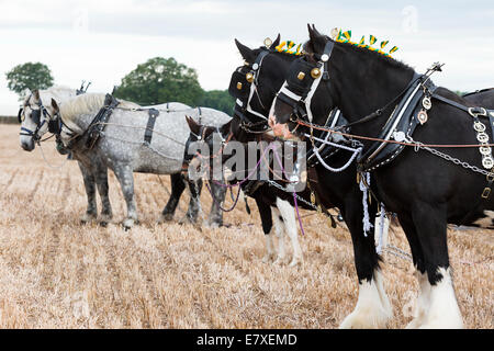 East Stoke, Nottinghamshire, UK. 25th September, 2014. Horse Ploughing teams at the Flintham and District Ploughing Match. There are 2 classes for the competitors to enter: High Cut and Single Furrow Digger ploughing. There is also a class for the horses for the best turned out pair of horses and the best decorated pair. © penny fillingham/Alamy Live News Credit:  penny fillingham/Alamy Live News Stock Photo