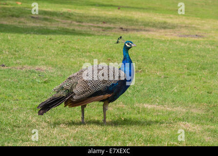 Peacock, Male, (Pavo cristatus), Dorset, England, UK Stock Photo