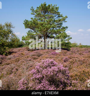 Heather in Bloom and Pine Tree on Studland Heath, Dorset, England, UK Stock Photo