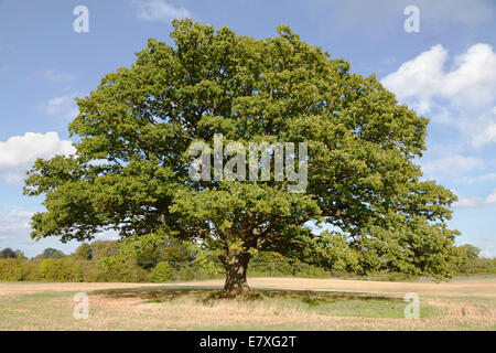 Big, old oak tree, common oak, English oak, Quercus robur, with green leaves on an early autumn blue sky. Stock Photo