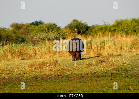 Lone hippo out on the river bank head on, foraging through the grass, they come out of water to feed on the different grasses Stock Photo