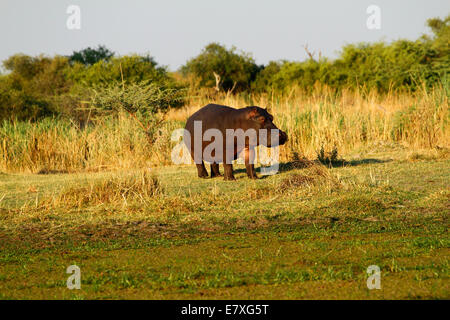 Lone hippo out on the river bank foraging through the grass, they come out of water to feed on the different grasses Stock Photo