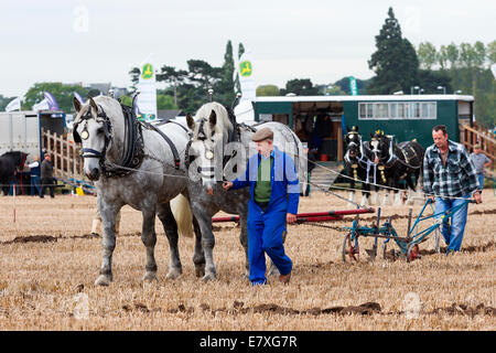 East Stoke, Nottinghamshire, UK. 25th September, 2014. Horse Ploughing teams at the Flintham and District Ploughing Match. There are 2 classes for the competitors to enter: High Cut and Single Furrow Digger ploughing. There is also a class for the horses for the best turned out pair of horses and the best decorated pair. Credit:  penny fillingham/Alamy Live News Stock Photo