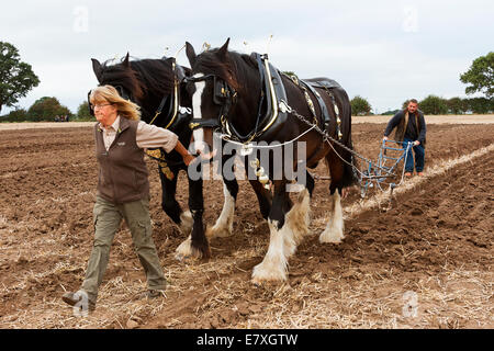 East Stoke, Nottinghamshire, UK. 25th September, 2014. Horse Ploughing teams at the Flintham and District Ploughing Match. There are 2 classes for the competitors to enter: High Cut and Single Furrow Digger ploughing. There is also a class for the horses for the best turned out pair of horses and the best decorated pair. Credit:  penny fillingham/Alamy Live News Stock Photo