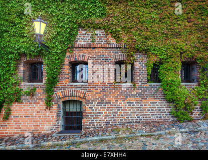 Old red brick wall with wild grapes. Stock Photo