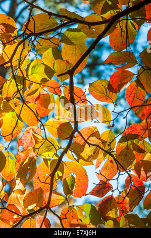 Flowering Dogwood(Cornus florida) in early morning light in  autumn . Talladega National Forest, Alabama, USA Stock Photo