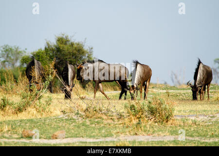 Blue wildebeest also known as Gnu herd grazing the plains during the rut in Tanzania, part of the great migration Stock Photo