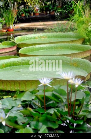 The University of Oxford Botanic Garden is the oldest botanic garden in Britain. its more 375 years old.   the   victora cruzian Stock Photo