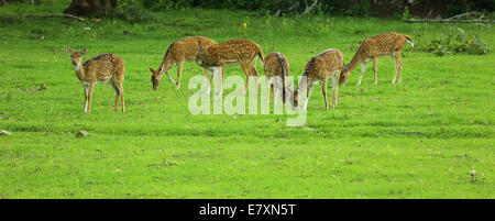 The Spotted Deer is the most commonly found member of the deer family in India. Stock Photo