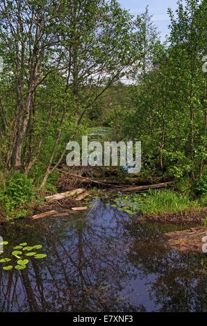 Small forest river. Old trees fallen through the river. Stock Photo