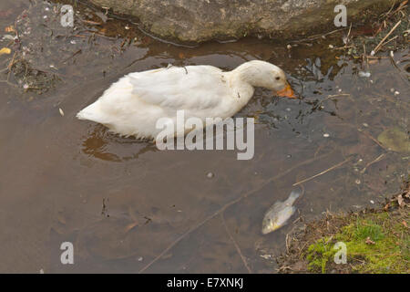 Close up of a white duck foraging for food in a polluted lake next to a dead, floating fish and trash Stock Photo