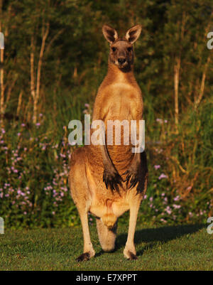 Male kangaroo standing on it's hind legs facing the camera. Stock Photo
