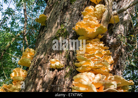 Sulphur Polypore, or Sulphur Shelf (Laetiporus sulphureus) growing on a tree, Würzburg, Bavaria, Germany Stock Photo