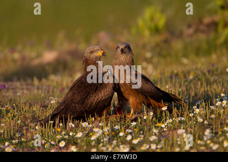 Black Kites (Milvus migrans) feeding on the carcass of a hare, Extremadura, Spain Stock Photo