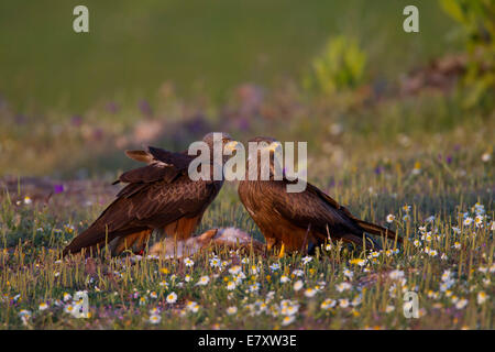 Black Kites (Milvus migrans) feeding on the carcass of a hare, Extremadura, Spain Stock Photo