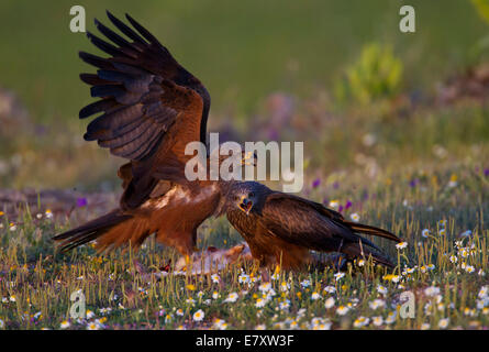 Black Kites (Milvus migrans) feeding on the carcass of a hare, Extremadura, Spain Stock Photo