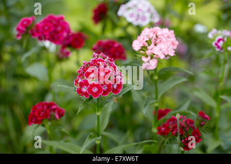 Sweet William (Dianthus barbatus), garden, Austria Stock Photo