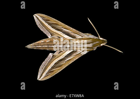 Vine Hawk-Moth or Silver-striped Hawk-Moth (Hippotion celerio), Oromia Region, Ethiopia Stock Photo