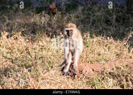 Grivet monkey (Chlorocebus aethiops). This monkey lives in groups of ten to thirty individuals feeding on vegetation, fruits and Stock Photo