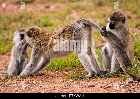 Grivet monkey (Chlorocebus aethiops). This monkey lives in groups of ten to thirty individuals feeding on vegetation, fruits and Stock Photo