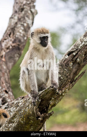 Grivet monkey (Chlorocebus aethiops). This monkey lives in groups of ten to thirty individuals feeding on vegetation, fruits and Stock Photo