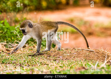 Grivet monkey (Chlorocebus aethiops). This monkey lives in groups of ten to thirty individuals feeding on vegetation, fruits and Stock Photo