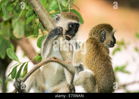 Grivet monkey (Chlorocebus aethiops). This monkey lives in groups of ten to thirty individuals feeding on vegetation, fruits and Stock Photo