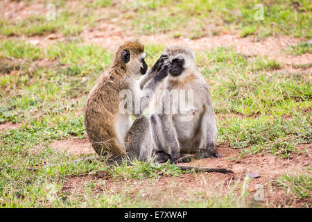 Grivet monkey (Chlorocebus aethiops). This monkey lives in groups of ten to thirty individuals feeding on vegetation, fruits and Stock Photo