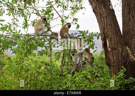 Grivet monkey (Chlorocebus aethiops). This monkey lives in groups of ten to thirty individuals feeding on vegetation, fruits and Stock Photo