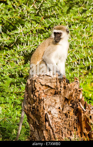 Grivet monkey (Chlorocebus aethiops). This monkey lives in groups of ten to thirty individuals feeding on vegetation, fruits and Stock Photo