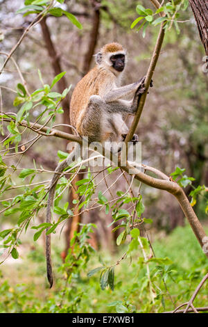 Grivet monkey (Chlorocebus aethiops). This monkey lives in groups of ten to thirty individuals feeding on vegetation, fruits and Stock Photo