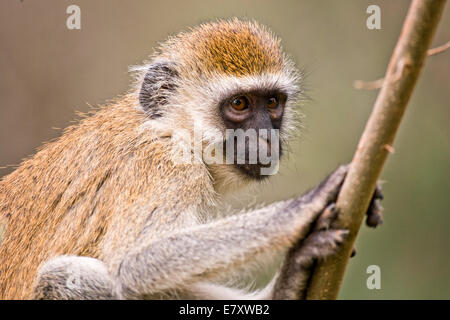 Grivet monkey (Chlorocebus aethiops). This monkey lives in groups of ten to thirty individuals feeding on vegetation, fruits and Stock Photo