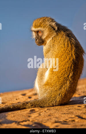 Grivet monkey (Chlorocebus aethiops). This monkey lives in groups of ten to thirty individuals feeding on vegetation, fruits and Stock Photo