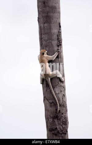 Grivet monkey (Chlorocebus aethiops). This monkey lives in groups of ten to thirty individuals feeding on vegetation, fruits and Stock Photo