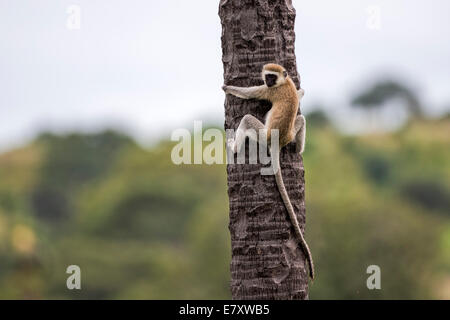 Grivet monkey (Chlorocebus aethiops). This monkey lives in groups of ten to thirty individuals feeding on vegetation, fruits and Stock Photo