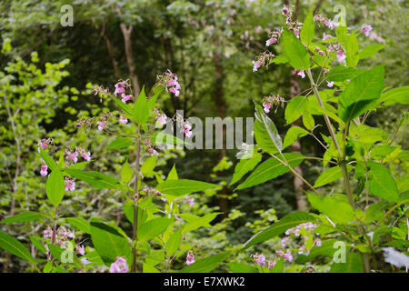 Himalayan balsam, Impatiens glandulifera, invasive introduced non native plant, Wales, UK.