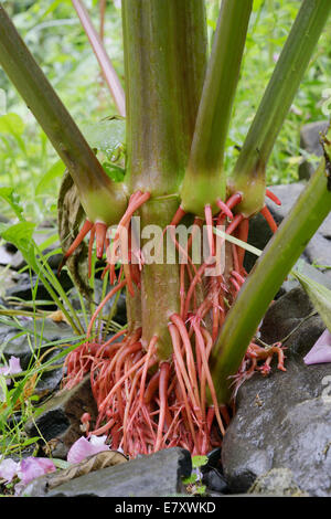 Aerial roots of Himalayan balsam, Impatiens glandulifera, invasive introduced non native plant, Wales, UK.